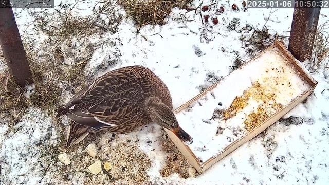 Дикая утка пробует овес, пшеницу и кукурузную крупу.