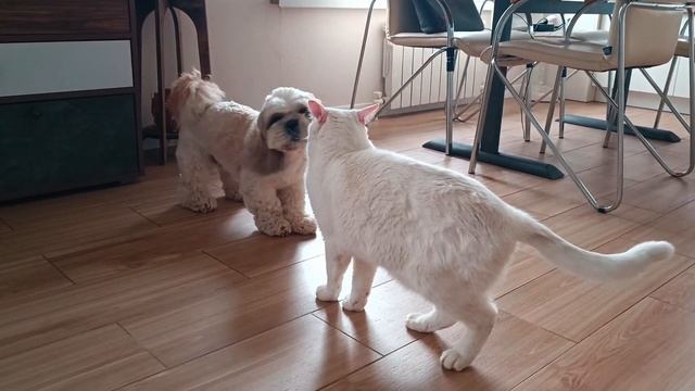 Кот пришёл с улицы. Значит надо подраться