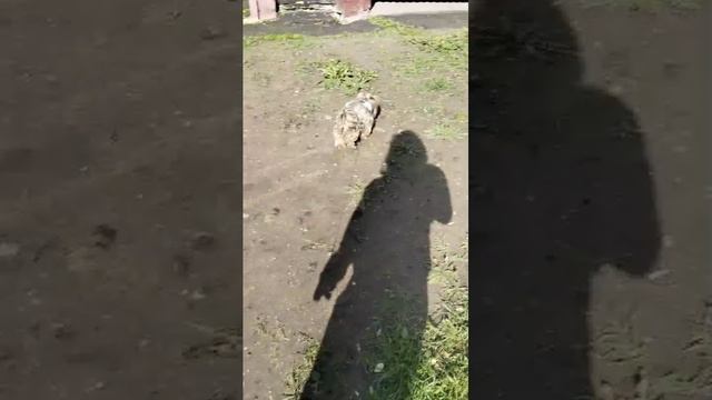 Мы идём гулять с собакой! | 20-май-2025, 2
