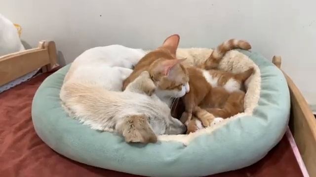 Щенок стал хорошим котом-папой и защитил кошку-мать и котят!  (2025 год)