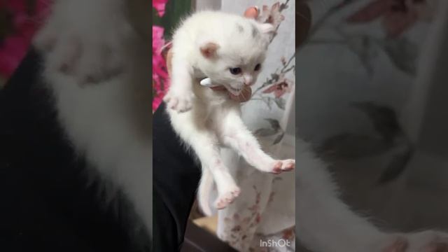 котята