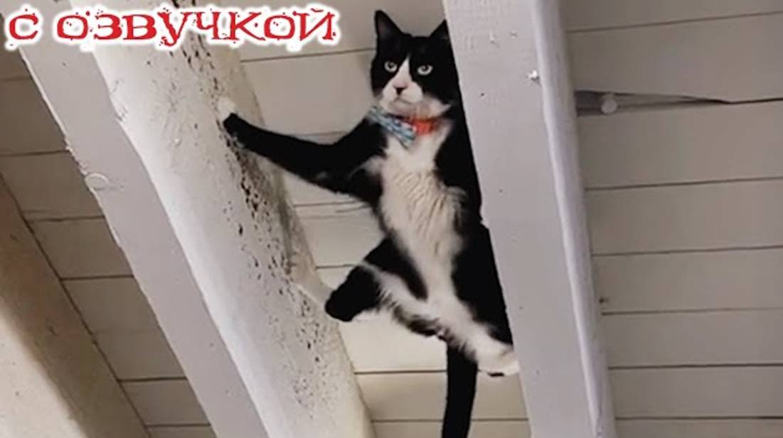 Приколы с котами! С ОЗВУЧКОЙ! САМЫЕ СМЕШНЫЕ ЖИВОТНЫЕ! Смешные коты! ДО СЛЕЗ!!