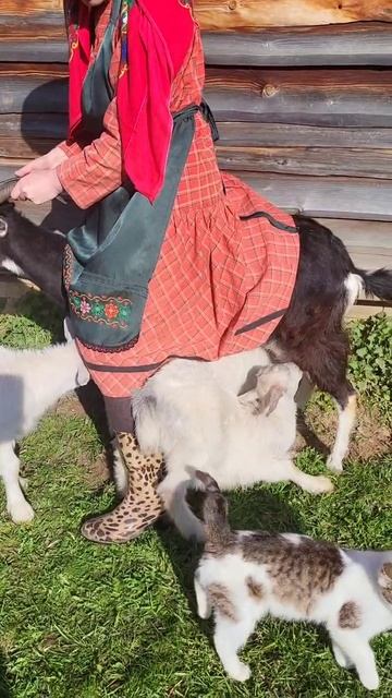 💡🐐 Как важно вовремя опустошать вымя козы! 🐐