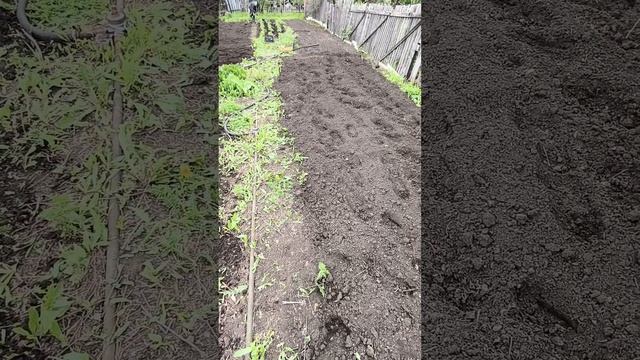 Привожу в порядок 2 сотки своей земли!