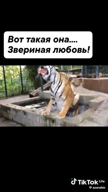 Звериная любовь, всё как у людей 👥