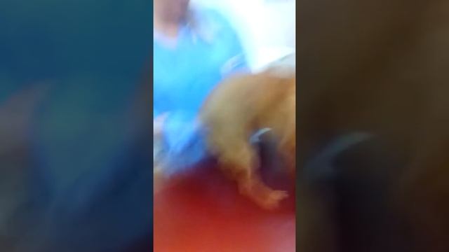 Масик упал с тумбочки!!!