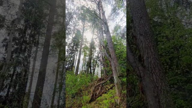 Сосны, парящие над рекой в Тверской области
