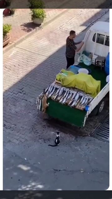 Вот где настоящий добытчик)