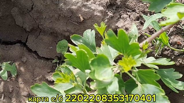 Мой сад и огород