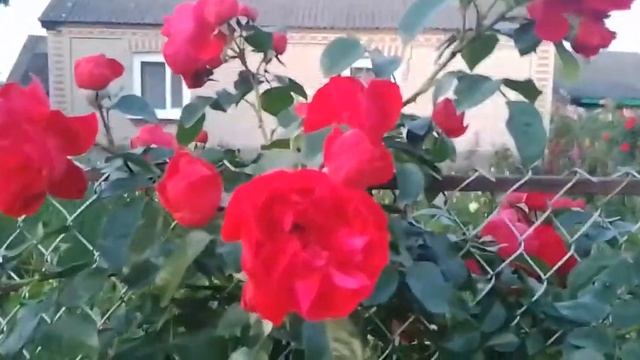 Роза флорентина