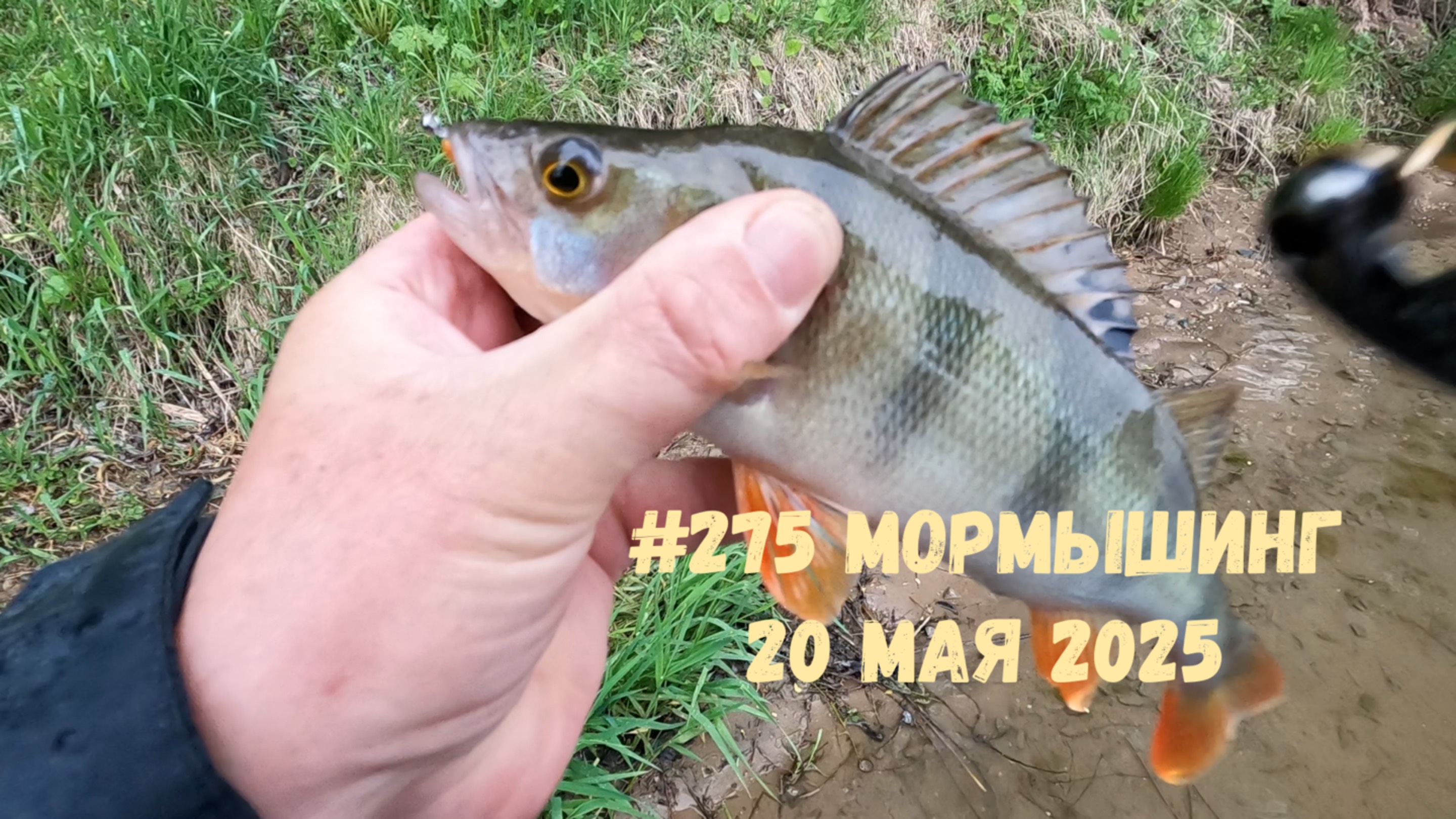 #275 Мормышинг 20 мая 2025