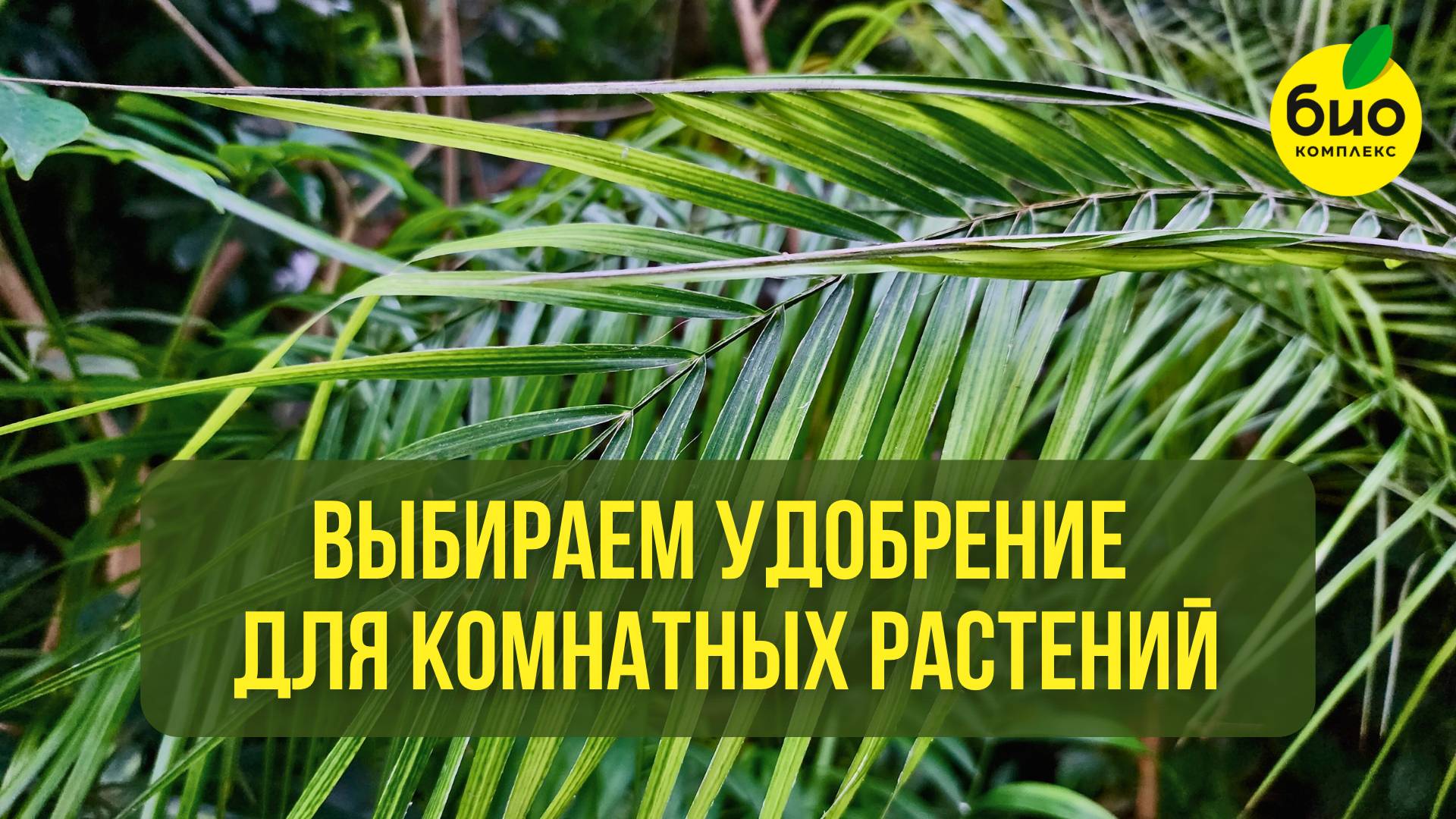 Как правильно выбрать удобрение для комнатных растений?
