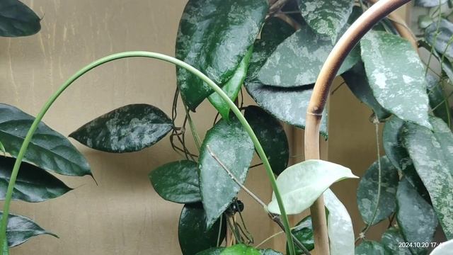 Болтаю про хойи... endauensis, kanyakumariana, polyneura albo., uniflora и др.