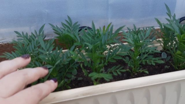 КУПИЛИ ШАРАФУГУ/ ПОСАДИЛИ ПОМИДОРЫ 🍅