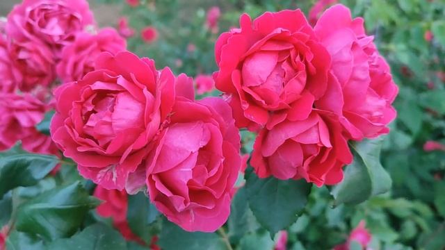 Кровавые цветы 362 серия русская озвучка | Баран и Дилан