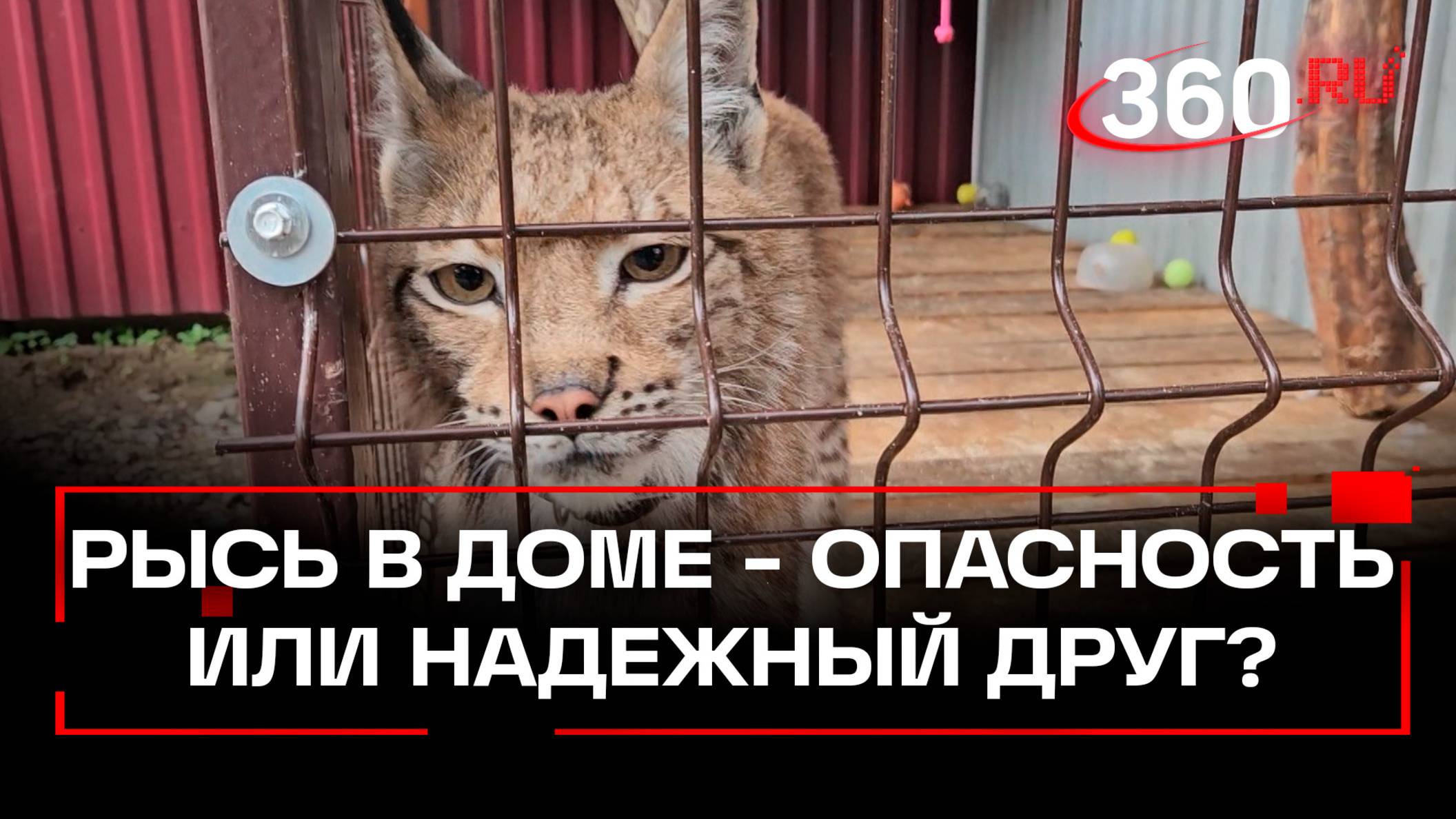 Рысь поселилась в частном доме Воскресенска