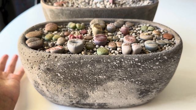 Литопсы/ Lithops. Чёрная полоса в жизни живых камней. 09.10.24.