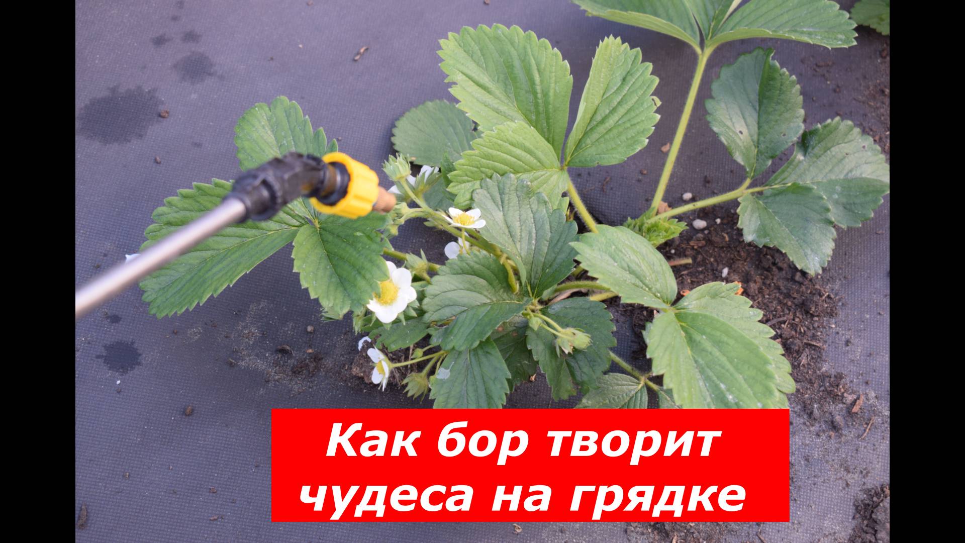 Опрыскивание клубники бором #ягоды #клубника #полезные советы #бор