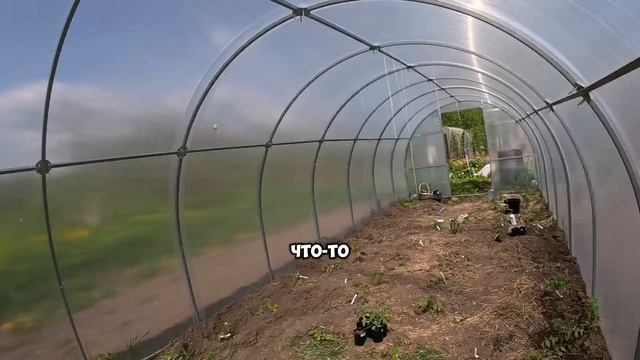 Огородные дела. Сажаем кукурузу и все такое