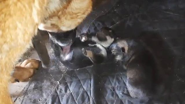 щенки авчарки(неделя) .mp4