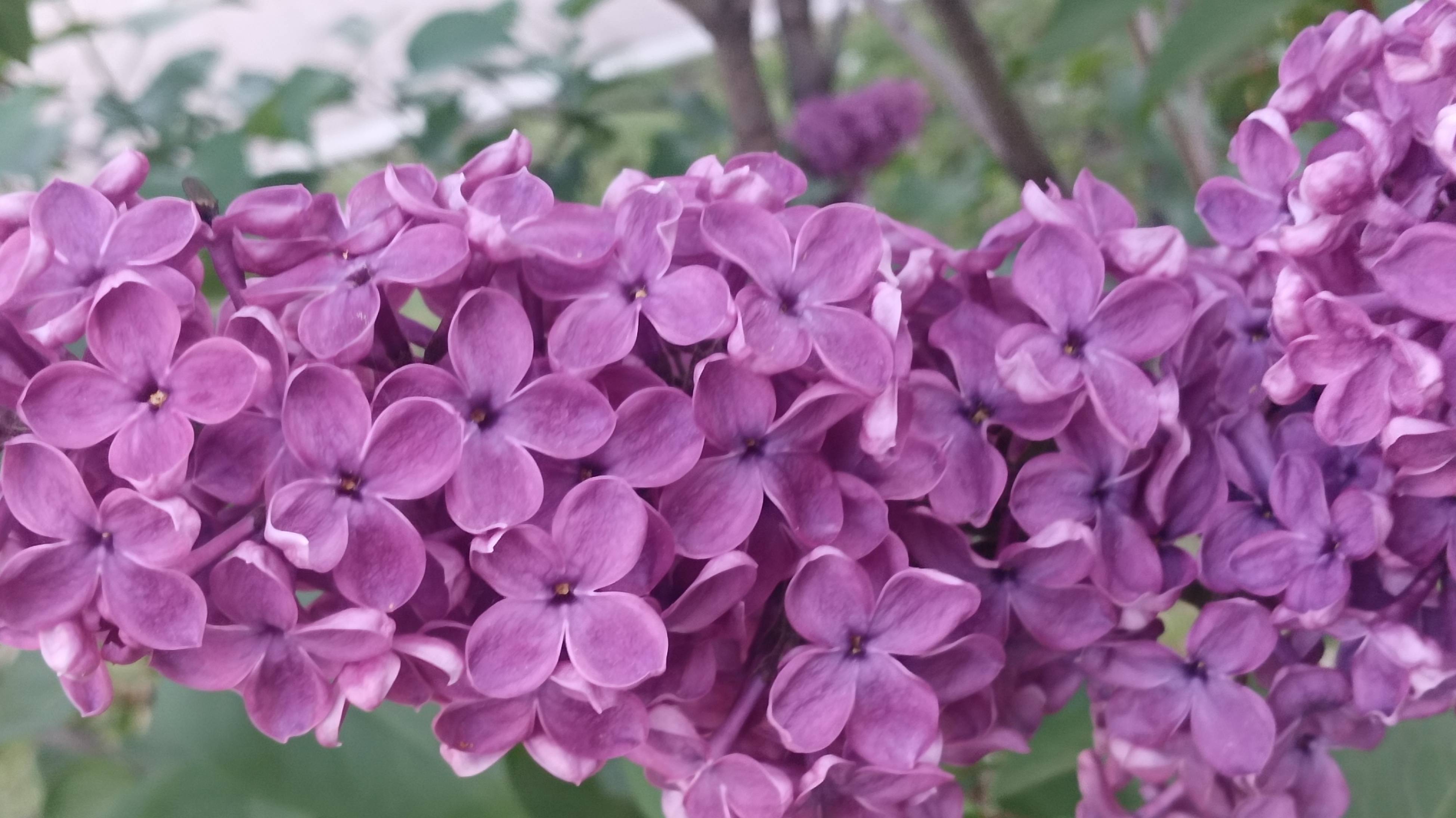 Syringa L flower🌸🌸🌸🌸🌸🌸🌸🌸🌸сирень🌼 🌼 🌼 🌼 🌼 🌼 ВЕСНА