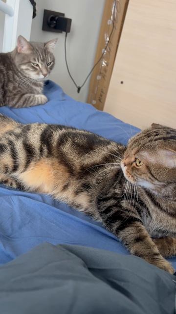 Котики 🐈