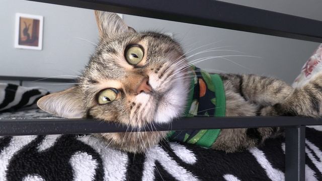 Размышления кота 🐱 Лёлика.