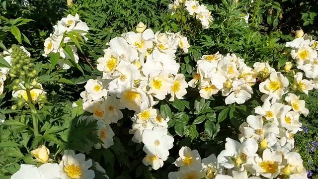 Розы. А вы думали они простушки