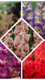 Гладиолусы по распродаже в Лемана