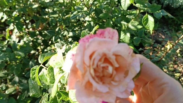 розы в конце октября. Роза Лариса, Роза любой, Love Song, Ми?