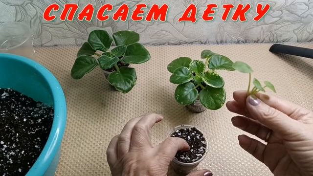 CПАСАЕМ ДЕТКУ ФИАЛКИ и ЧУДО-ЛИСТЬЯ БЛИЗНЕЦЫ!!!