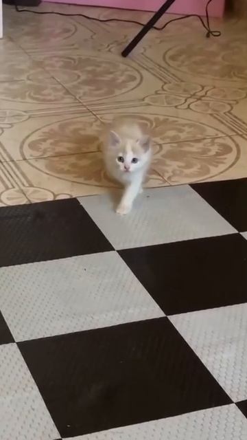 Как моя жена отрабатывает походку к лету.