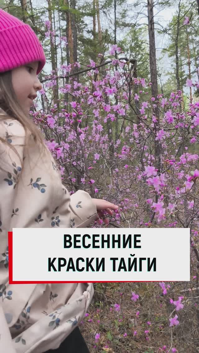 Багульник, весенняя красота в тайге!