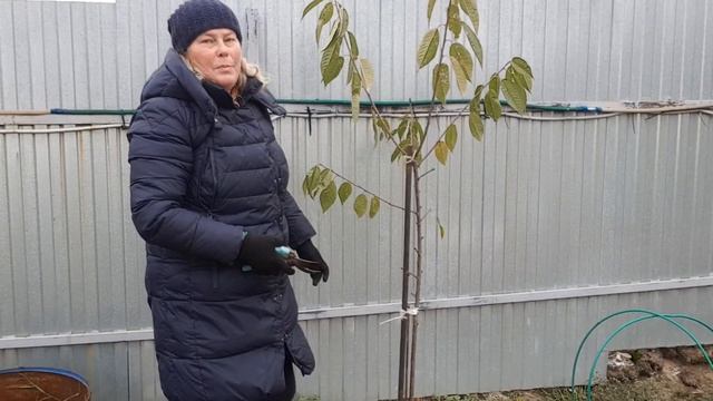 Хроника работ на даче в ноябре. Укрытие роз 🌹, черешни