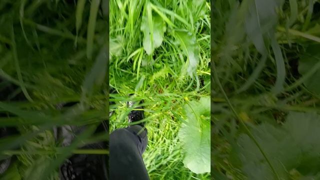 прогулка после дождя