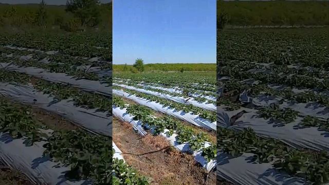 Первые подкормки, побитые цветы, гербицидные ожоги. Кл
