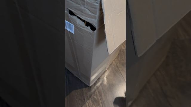 Котик и Рубик играют