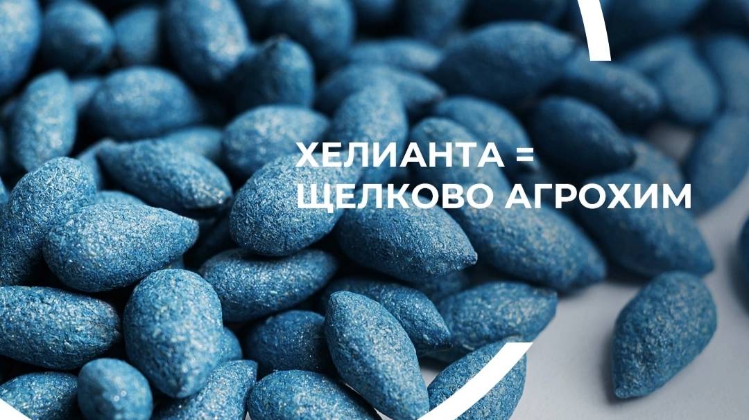 Осматриваем отстающие всходы подсолнечника со специалистами щелково агрохим.