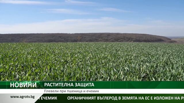 РАСТИТЕЛНА ЗАЩИТА: Плевели при пшеница и ечемик