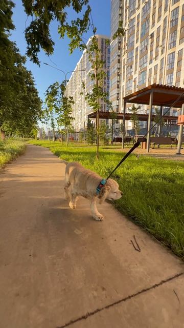 Тимка