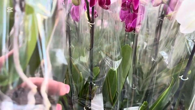 7 МАРТА , ПРИЕХАЛА В «МАТЕРИК» СНЯТЬ СТРЕСС  ЦВЕТОТЕРАП