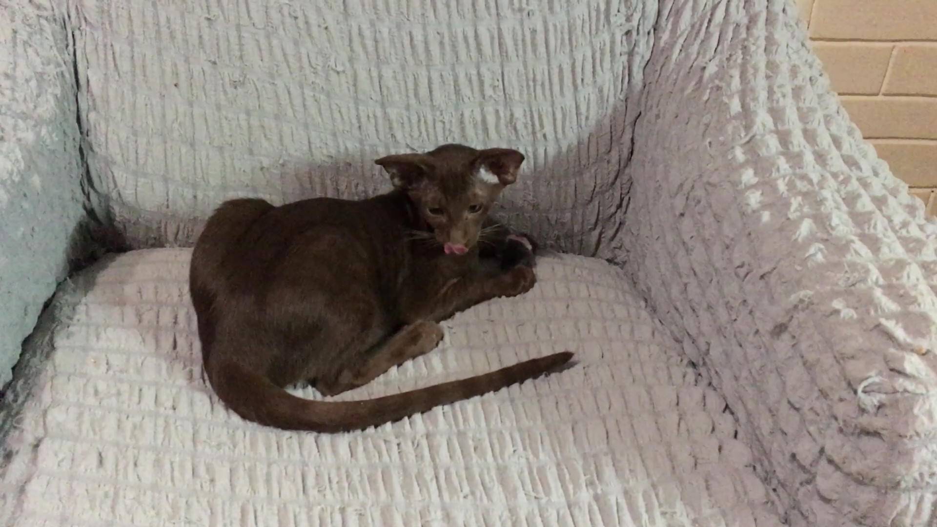 Ориентальный котёнок