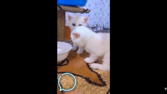 у марселя день рождения