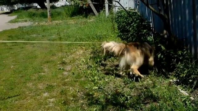 Новая жизнь Османа  (04/06/2017г)