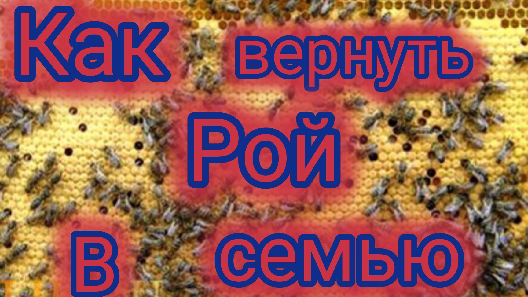 Как вернуть рой в семью 🐝
