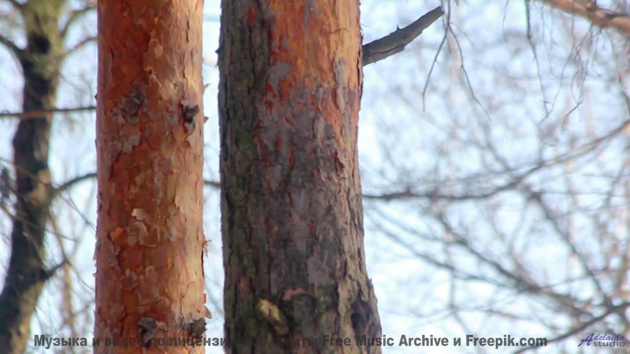 Звук заставляет дышать глубже на каждом кадре - Kaffeehausmusik -- Phillip Gross -- Quart