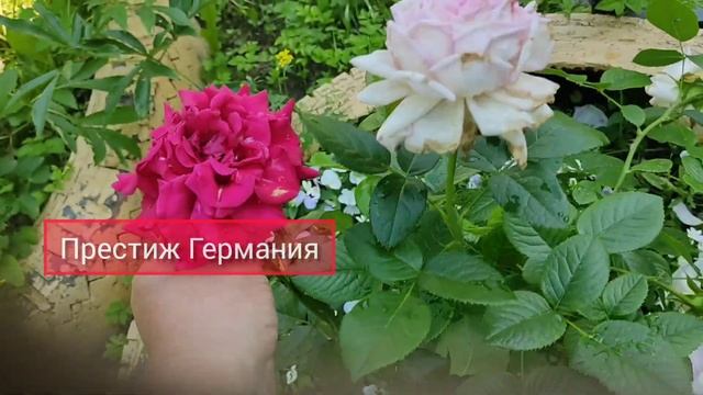 15 июля. Розы первогодки цветут.  дача в Подмосковье. до?