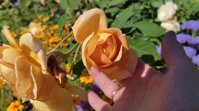 🌹Какие сорта роз цветут сентябрьским летом.