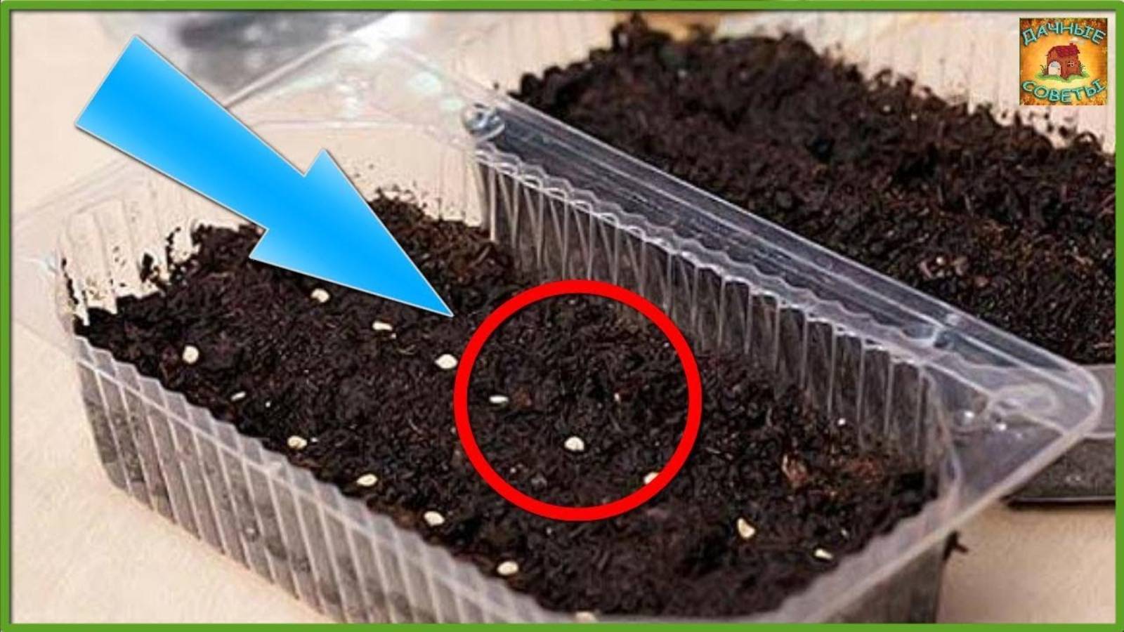 10 самых важных правил для выращивания рассады овощей Дачные советы и рекомендации огородникам