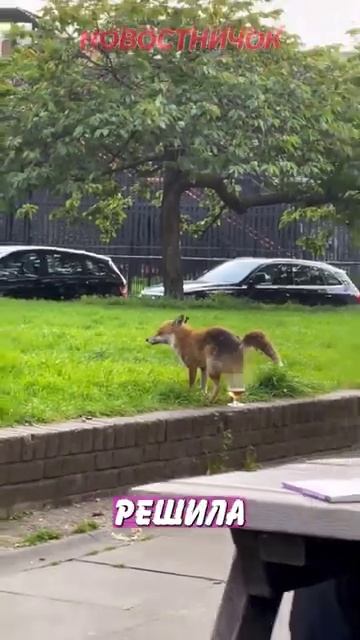 Новостничок (277)